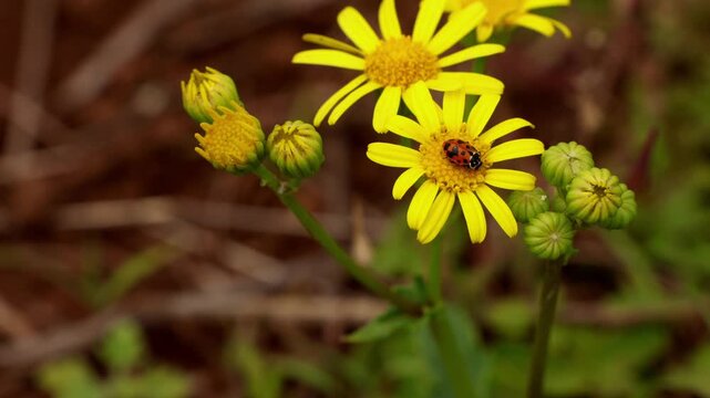 Closeup video of a Variegata hippodamia, spotted amber ladybeetle, perching on a Jacobaea nudicaulis flower in its natural forest habitat during summer in Himachal Pradesh, India.