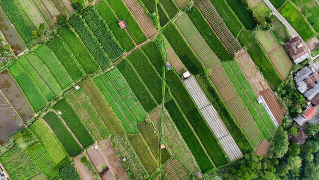 Aerial view of lush green rice paddies and agricultural fields with irrigation patterns and small rural structures in Sukabumi Regency, West Java, Indonesia.