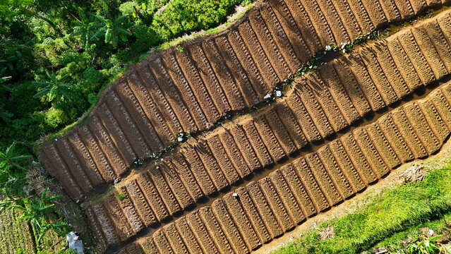 Aerial view of terraced agricultural fields with plowed soil rows and lush green tropical vegetation in Sukabumi Regency, West Java, Indonesia.