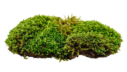 Lush green moss clump with brown soil base, isolated on transparent background © iPNGi