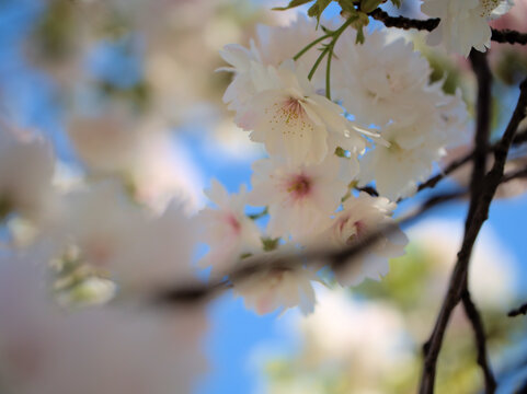 晴れた4月に美しく咲いたピンク色のサクラ「伊加流伎白八重（イカルギシロヤエ）」