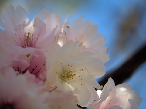 晴れた4月に美しく咲いたピンク色のサクラ「伊加流伎白八重（イカルギシロヤエ）」
