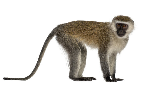 Vervet monkey with grey fur and black face, isolated on transparent background