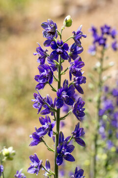 Delphinium staphisagria lice-bane or stavesacre medium-sized plant with beautiful deep blue flowers
