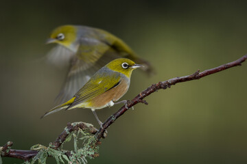Obraz premium Close up of a silvereye or wax-eye (Zosterops lateralis), also known by its Māori name tauhou, which is a very small omnivorous passerine bird of the south-west Pacific. Recognized by its distinctive 