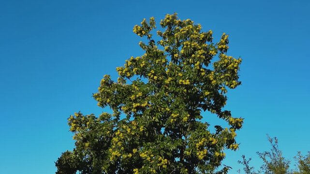 a mature sweet chestnut tree with round, spiky green fruit clusters (burrs) set against a bright, clear blue sky.
