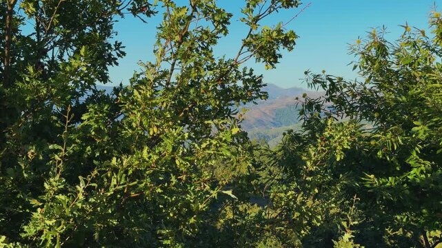 green oak tree foliage rustling gently in the sun, framing the hazy Peneda Geres mountain range and valley in the background.