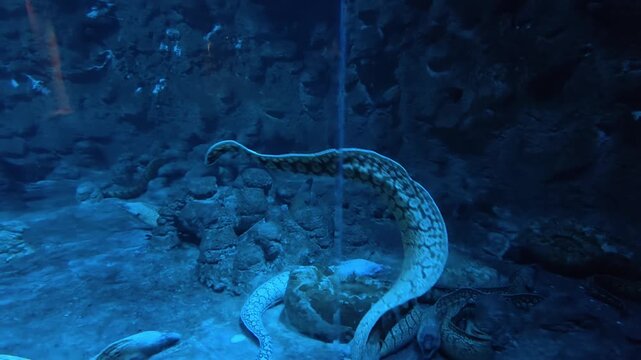 Giant moray eels swim swiftly on the bottom of the water, displaying natural predatory behavior