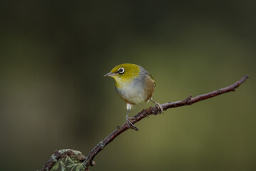 Fototapeta premium Close up of a silvereye or wax-eye (Zosterops lateralis), also known by its Māori name tauhou, which is a very small omnivorous passerine bird of the south-west Pacific. Recognized by its distinctive 