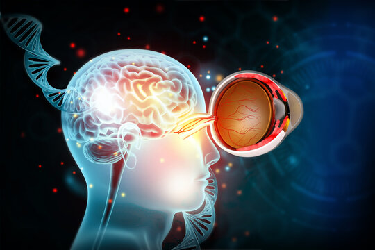 Human eye cross-section anatomy integrated with a DNA double helix strand and a human brain.