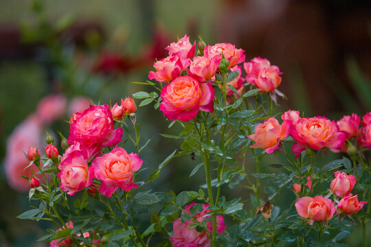 Close-up of vibrant pink roses in full bloom. Delicate petals surround lush green foliage. Soft focus background highlights garden beauty. Natural light enhances floral colors