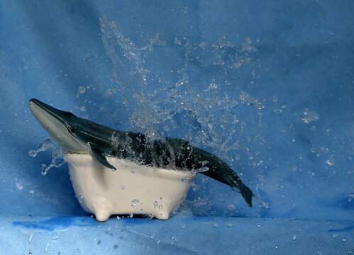 Sehr echt wirkender Kunststoff Blauwal in einer kleinen wei&szlig;en Badewanne mit spritzendem Wasser vor blauen Hintergrund