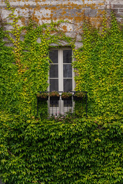 ventana de madera en casa antigua con pared y hiedra