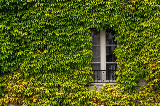 ventana de madera en casa antigua con hiedra