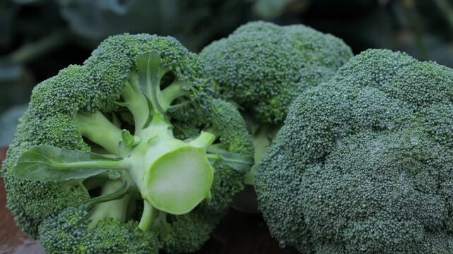 Close-up of fresh healthy broccoli heads showing premium quality
