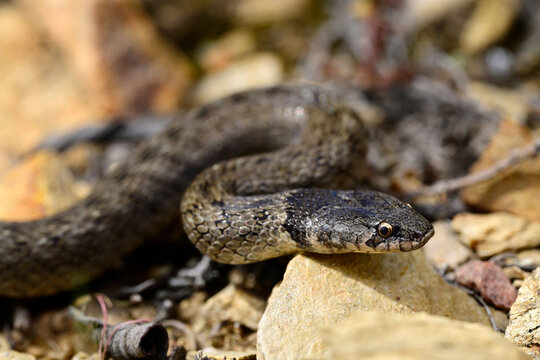 Iberische Kapuzennatter // Iberian false smooth snake (Macroprotodon brevis) - Andalusien, Spanien