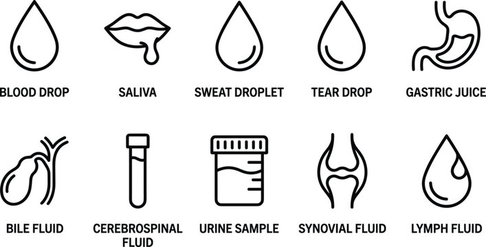 Human body fluids and biological secretion line icons showing blood saliva sweat tear gastric bile cerebrospinal urine synovial lymph