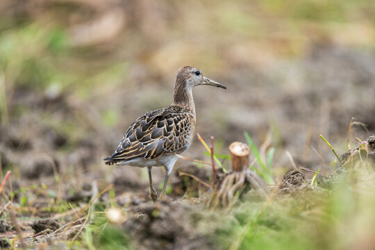 Close-up portrait of a Ruff (Calidris pugnax) standing quietly in farmland, showing its detailed plumage, long legs, and characteristic body shape against a natural agricultural landscape.