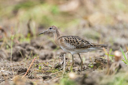 Close-up portrait of a Ruff (Calidris pugnax) standing quietly in farmland, showing its detailed plumage, long legs, and characteristic body shape against a natural agricultural landscape.