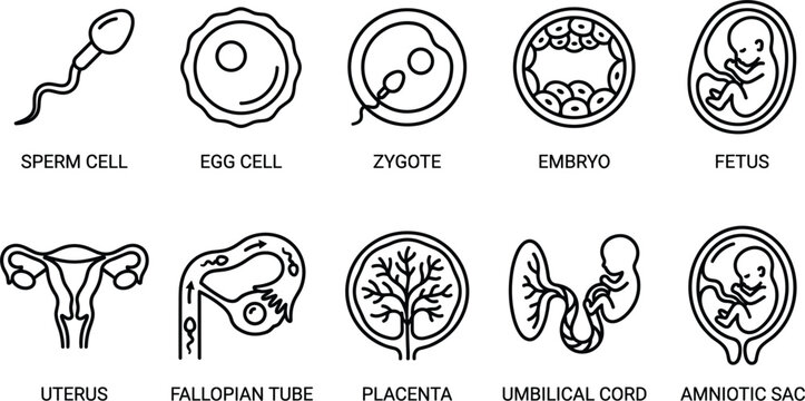Human reproduction and embryonic development line icons featuring sperm egg zygote embryo fetus uterus fallopian tube placenta cord sac