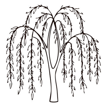 Weeping Willow Tree Line Art Vector Illustration Isolated on White Background
