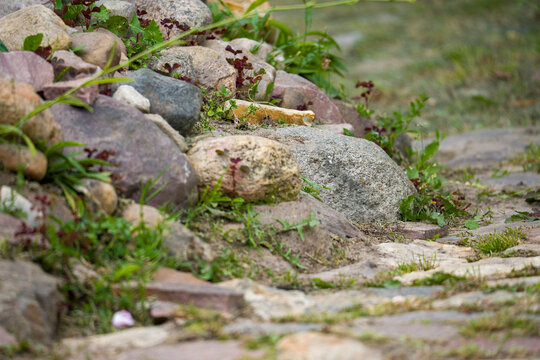 Smooth rocks in earthy shades line the ground. Moss covers some stone surfaces. Green grass grows between the rocks. Small purple wildflowers add color. Worn cobblestones form a path