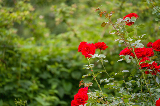Vibrant red roses bloom against soft green foliage. Green leaves frame the vivid blooms. Soft background emphasizes the roses' natural beauty. Ideal for floral arrangements or garden themes