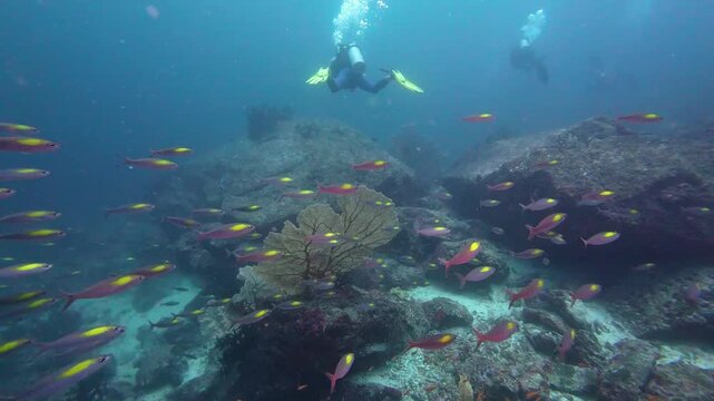Weh Island, Indonesia: Footage of fish and coral reefs with divers in the background during a dive in Arus Balee dive site in Weh Island, Sabang of Aceh, Indonesia famous with rocky underwater topogra