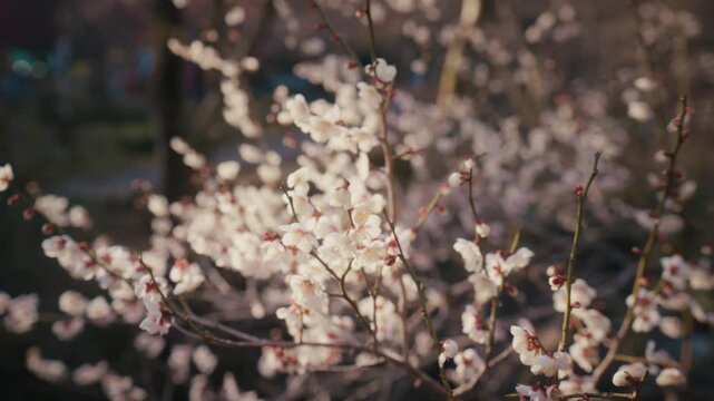 A close-up of white plum blossom flowers and buds with warm backlighting at Atami Baien Plum Garden in Japan, set against a softly blurred background.