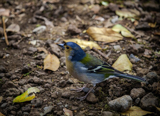 blue tit on a branch © Валерия Варакушина