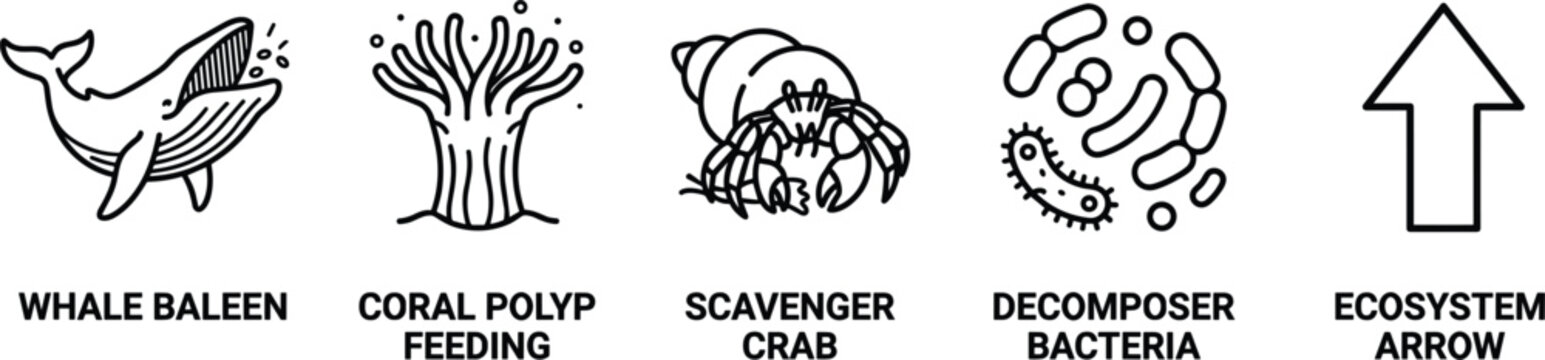 Marine ecosystem food chain diagram elements featuring baleen whale coral polyp scavenger crab decomposer bacteria energy arrow