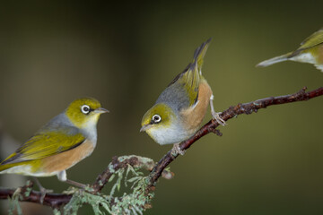 Obraz premium Close up of a silvereye or wax-eye (Zosterops lateralis), also known by its Māori name tauhou, which is a very small omnivorous passerine bird of the south-west Pacific. Recognized by its distinctive 