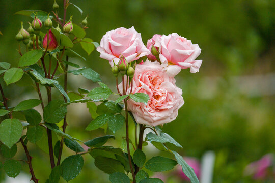 Pink roses bloom with dew drops. Delicate petals show gentle pink shades. Green leaves frame the garden scene. Fresh morning light highlights natural beauty