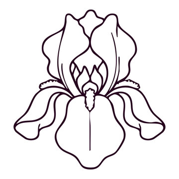 Iris Flower Line Art Vector Illustration Isolated on White Background
