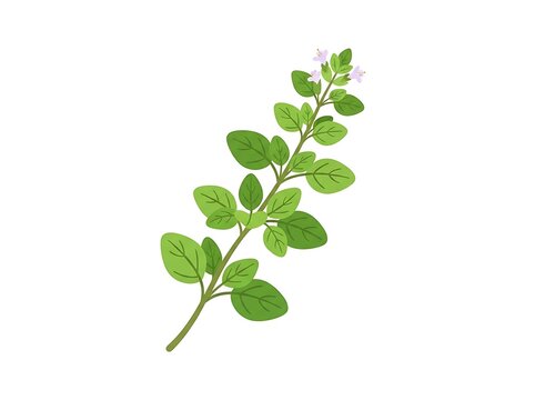 Fresh oregano herb plant branch with green leaves and white flowers