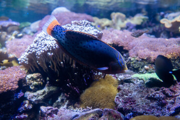Colorful tropical fish swimming among corals in a marine aquarium, surrounded by vibrant underwater reef life. © Viktoriia