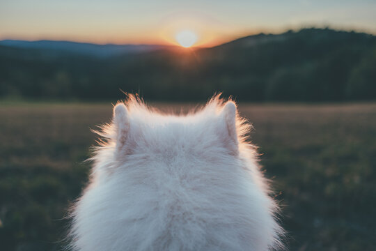 dog and the sunset