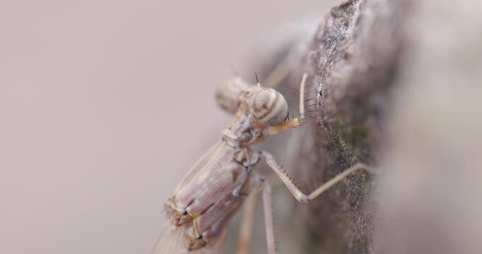 Close macro of soft damselfly head and thorax drying on morning rock; slow motion teneral loop