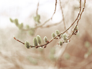 Close up of buds on tree branch in spring © FOLIO