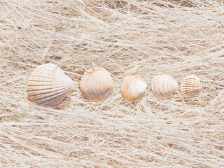 Small bivalve seashells arranged in a row on straw © FOLIO