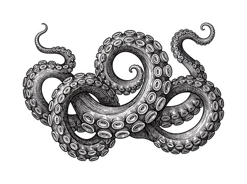 Detailed octopus tentacle illustration