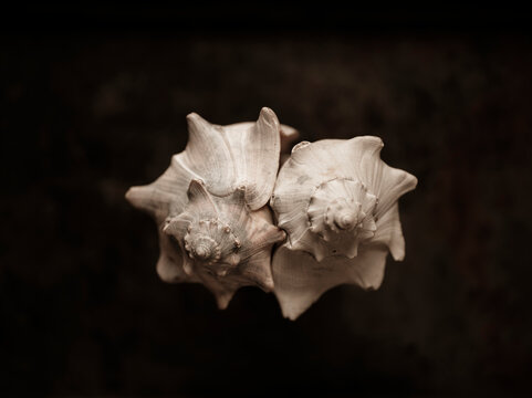 Two conch seashells on brown background