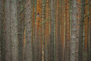 Dense pine tree trunks in Calauer Schweiz forest in Brandenburg Germany © Philipp