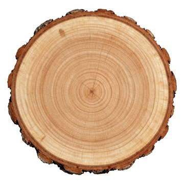 Natural wood log slice with visible growth rings and rough bark texture