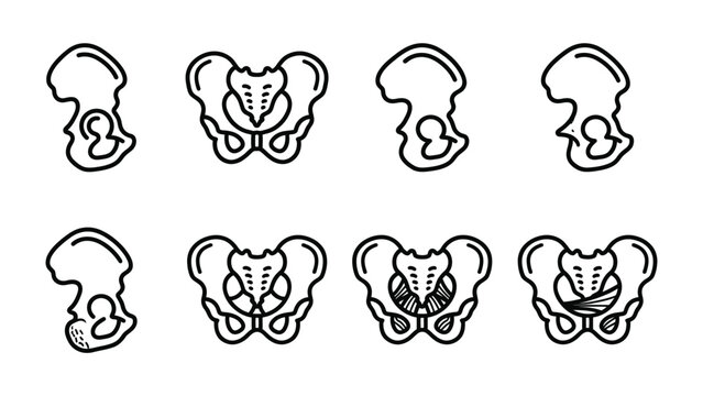 Pelvic Anatomy Collection: A graphic collection of line drawings illustrating various views and types of human pelvic anatomy, showcasing bone structure and joint details.