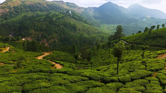 Aerial drone flyover of lush green tea plantations in Munnar, Kerala, India
