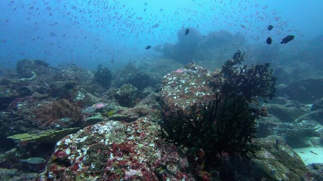 Weh Island, Indonesia : Footage of reef fishes swim on colorful rocky coral reef in Arus Balee, famous dive site in Weh Island of Sabang, Aceh, Indonesia