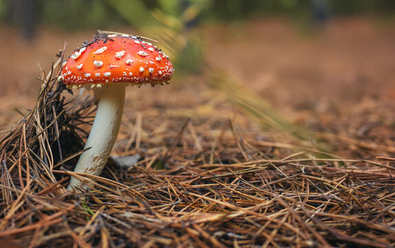 A fly agaric grows in the forest. Selective focus.