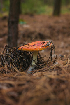 A fly agaric grows in the forest. Selective focus.