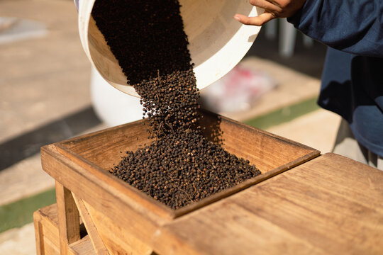 Flowing raw black pepper into traditional wooden winnowing machine, close up of heavy streaming peppercorns during farm processing

